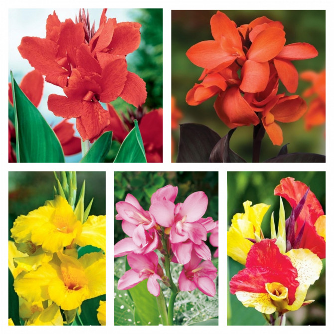 Kannas izlase Nr.1 40gab