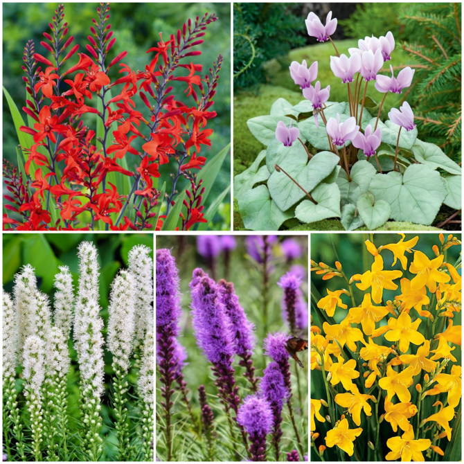 Sīpolpuķes izlase A 205gab