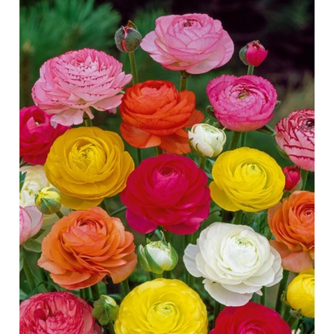 Gundegas mix 6+/ 150gab