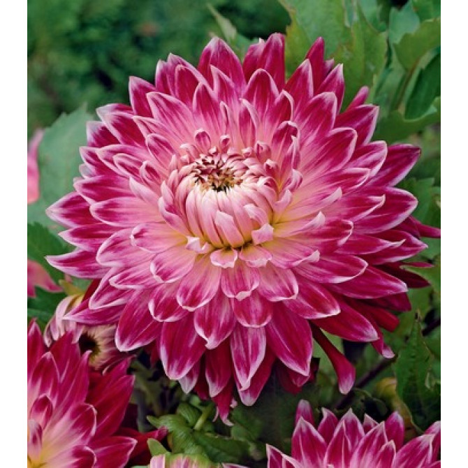 Dālijas Vancouver 8gab