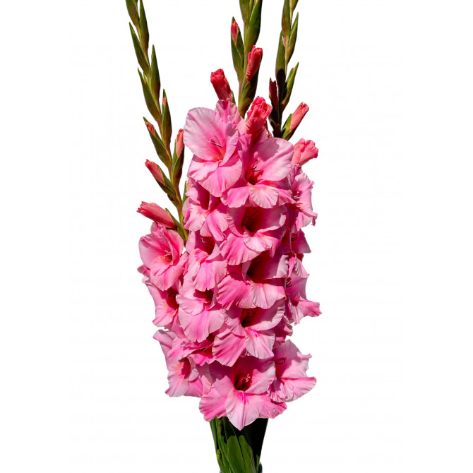 Gladiolas Julio 12/14 60gab