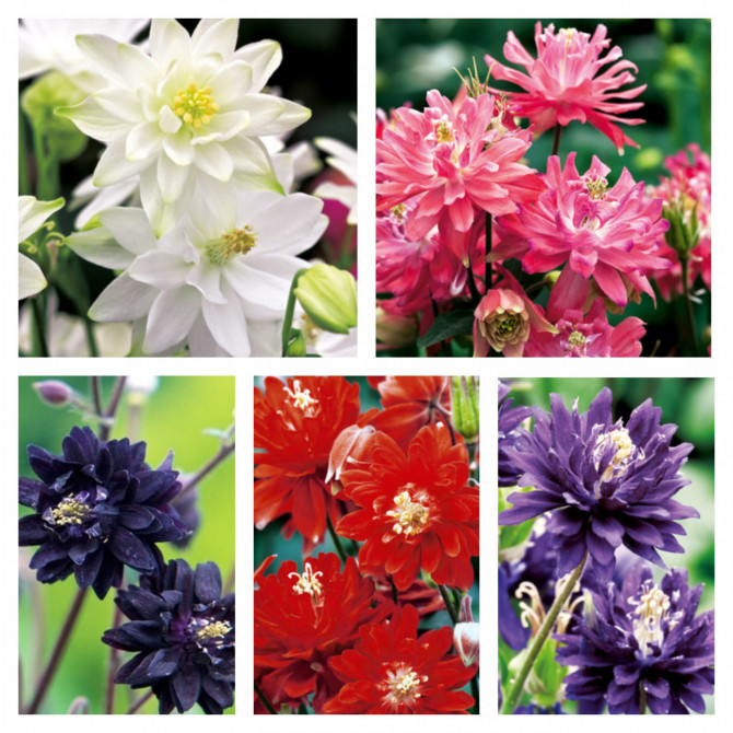 Ozolītes pildītas izlase 5 šķ. 40 gab