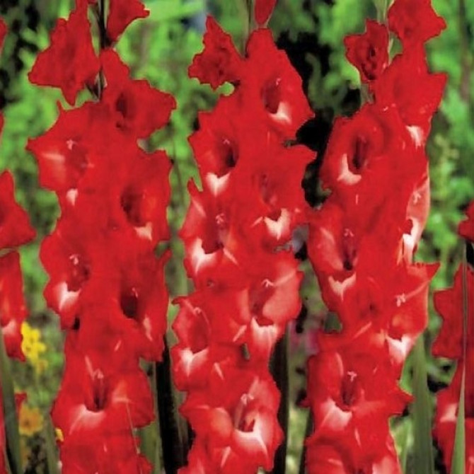 Gladiolas Joska 12/14 60gab