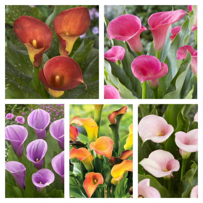 Kallas divkrāsu izlase 20/22 Nr.4 50gab