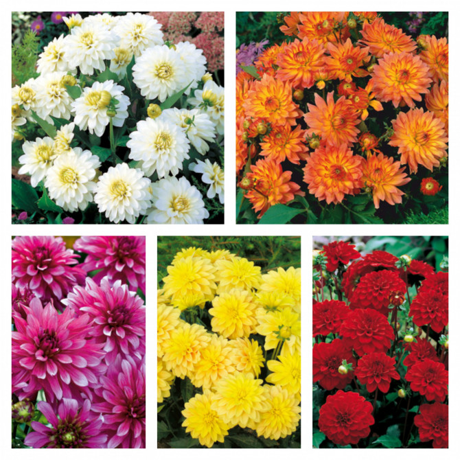 Dālijas dekoratīvās zemās Gallery 20 gab