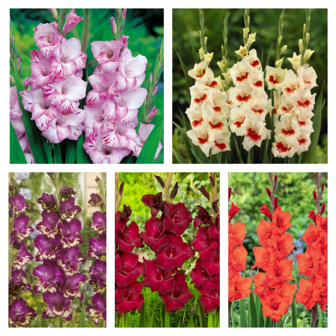 Gladiolas lielziedu Izlase Nr.15 12/14, 5šķ. 300gab