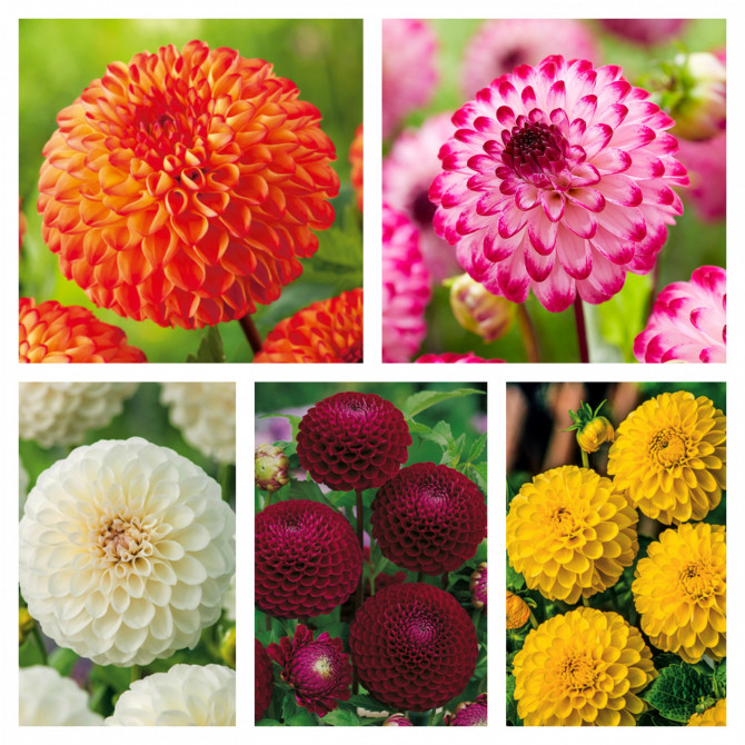 Dālijas pomponu izlase Nr.2 20gab