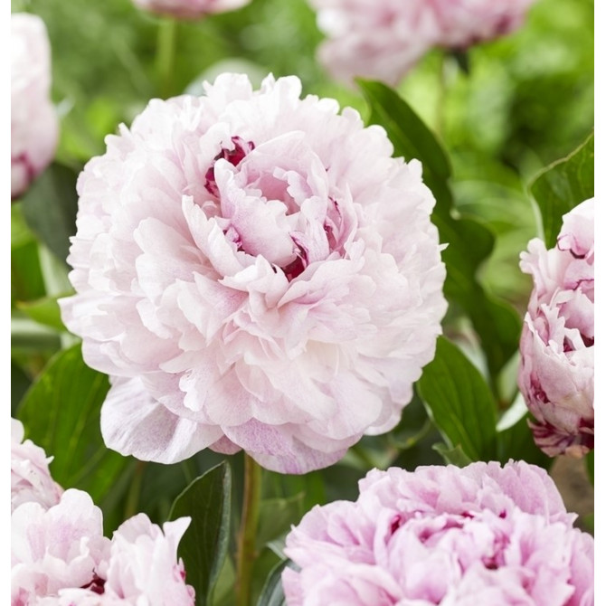 Peonijas The Fawn 2/3 6gab