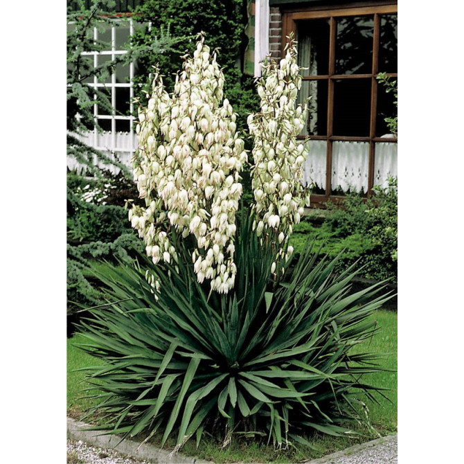 Juka diegveida (šķiedru) 8gab