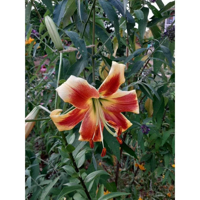 Lilijas OT  hibrīds Robert Swanson 16/18 20gab