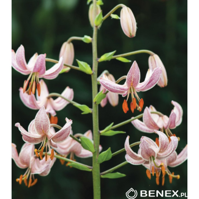 Lilijas Martagonlilijas PINK MORNING 16/18 10gab