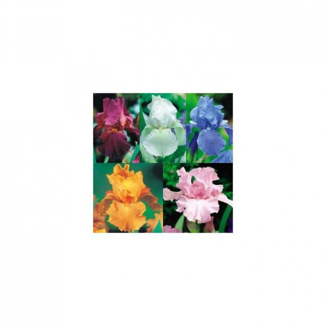 Īriss cildotais Izlase Nr.1, 20gab