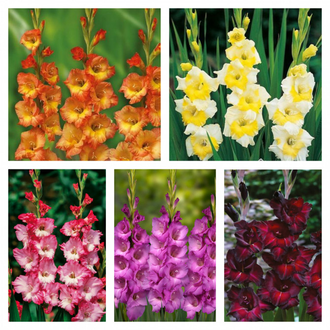 Gladiolas lielziedu Izlase Nr.16 12/14, 5šķ. 150gab
