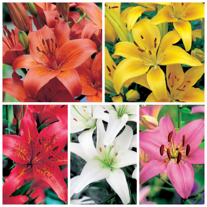 Lilijas ĀZIJAS Izlase 18/20 40gab