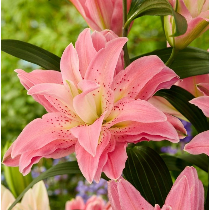 Lilijas Roselily Patricia 18/20 10gab