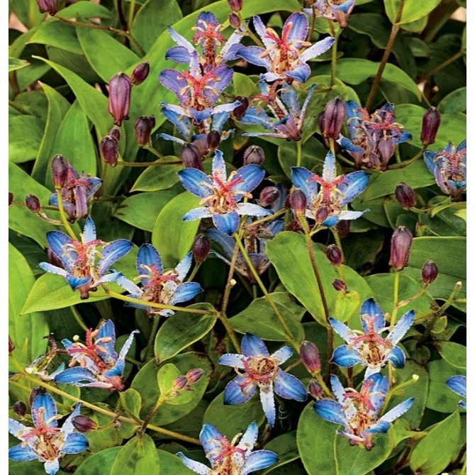 Tricirta jeb plankumainā-uzpūstā meža lilija TOJEN 8gab