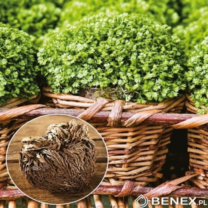 Selaginella (mazās smailas, smailsūnas) 10gab