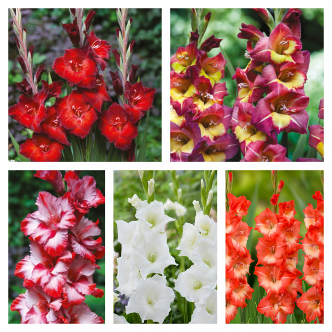 Gladiolas Izlase Bambino Nr.10 12/14, 5šķ. 150gab