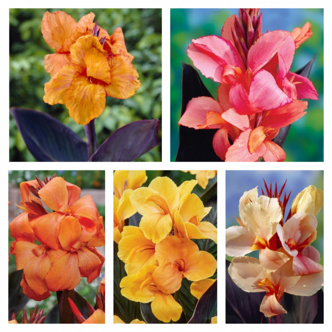 Kannas tumšlapu izlase Nr.7 20gab