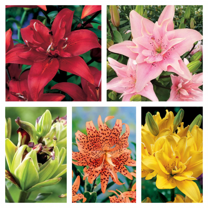 Lilijas Āzijas pildītās Izlase 16/18, 5šķ. 50gab