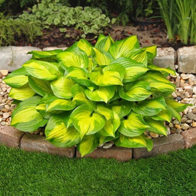 Hostas BANANA BAY 6gab