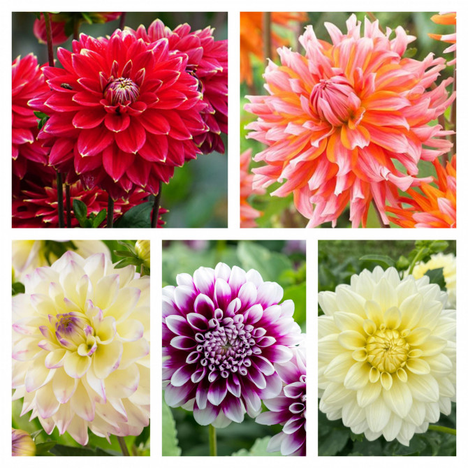 Dālijas dekoratīvās izlase Nr.2 5šķ. 40gab