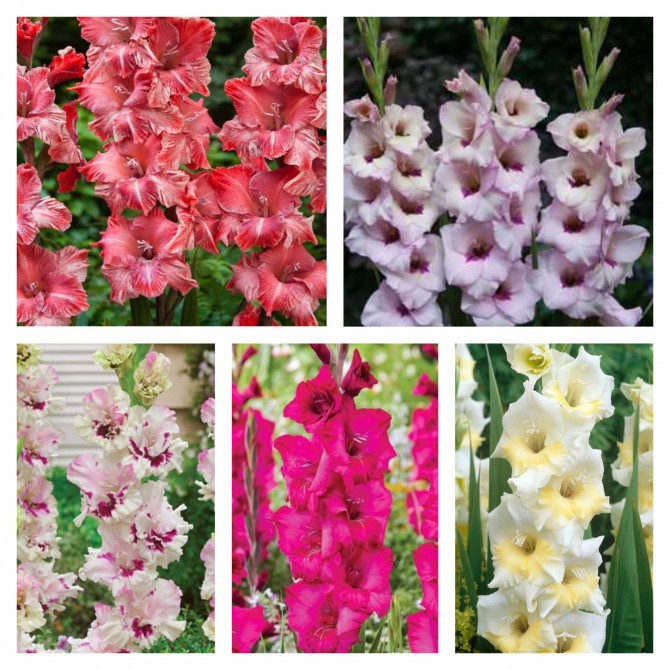 Gladiolu izlase Nr.23 12/14 300gab