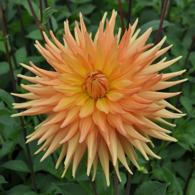 Dālijas kaktusziedu Gold Crown 8gab