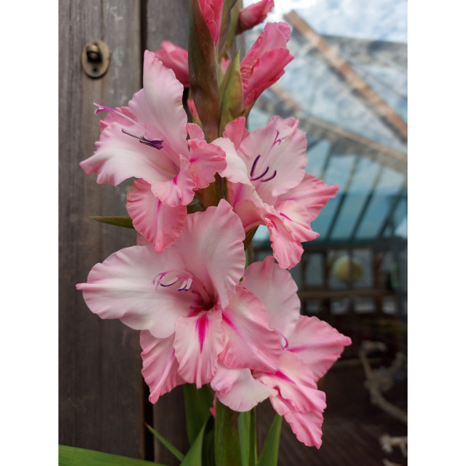 Gladiolas Cilesta 12/14 60gab