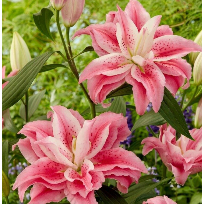 Lilijas Roselily Clarissa 18/20 10gab