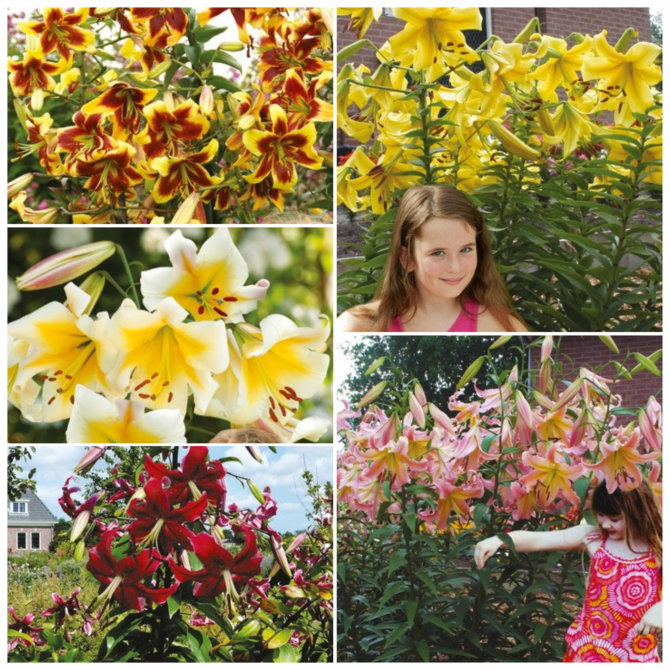 Lilijas OT hibrīds Izlase Nr.7, 5šķ.  22/24 70gab