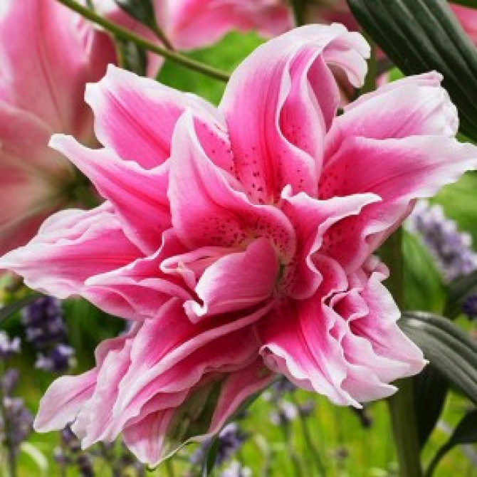 Lilijas Roselily Tatsiana 18/20 10gab