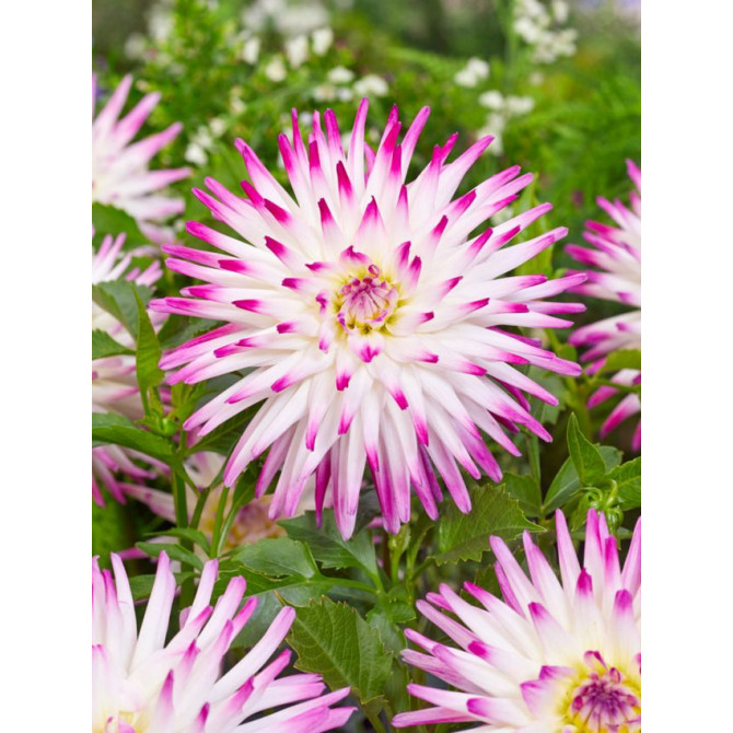 Dālijas kaktusziedu Haylay Jane 8gab