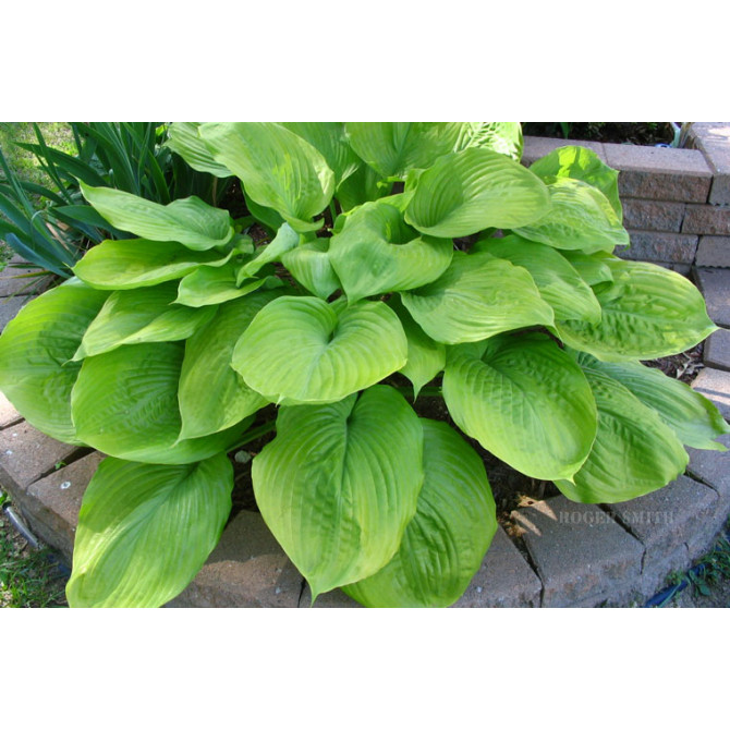 Hostas SUM AND SUBSTANCE 8gab