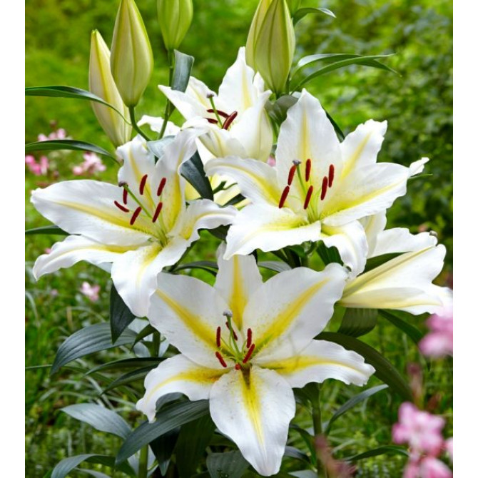 Lilijas Austrumu BAFFERARI 14/16 16gab