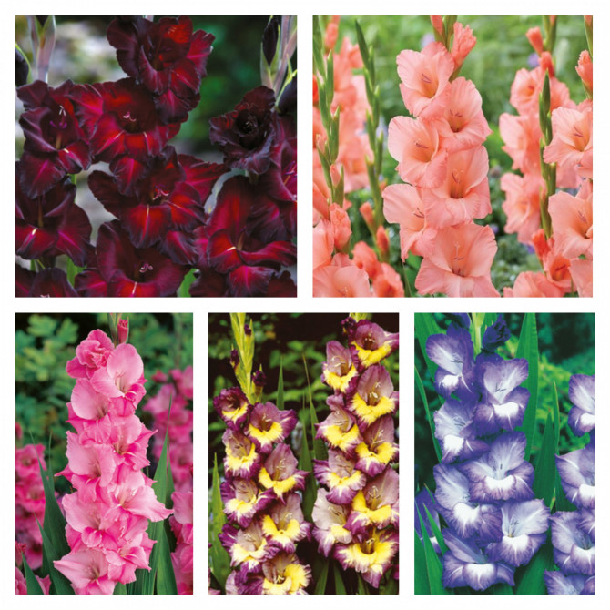 Gladiolas lielziedu Izlase Nr.8 12/14, 5šķ. 300gab