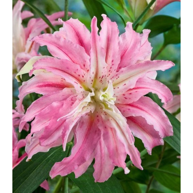 Lilija Austrumu pildīta Broken Heart 16/18 10gab