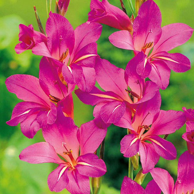 Gladiolas Bizantijas 6/+ 60gab