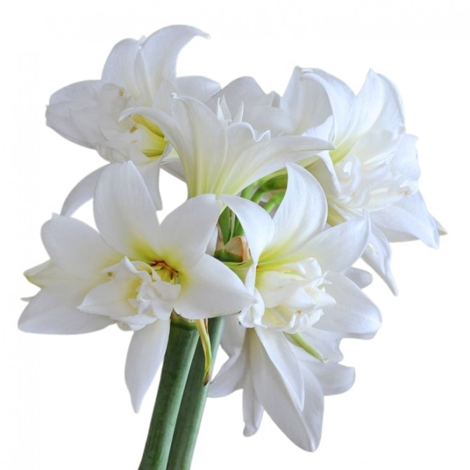 Amarillis Hipeastrs pildītais Jewel 22/24 6gab