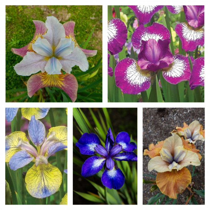 BP20-376P Sibīrijas īrisi Izlase NR.1 5šķ. 20gab