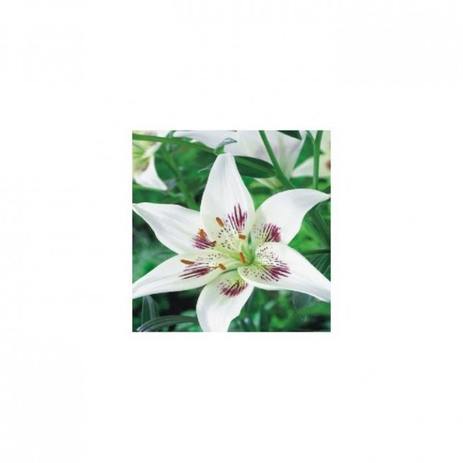 Lilijas Āzijas divkrāsu CENTERFOLD 16/18 20gab