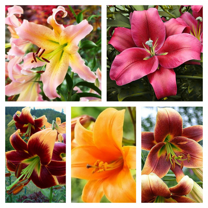 Lilijas OT hibrīds 5šķ. izlase Nr.6 16/18 50gab