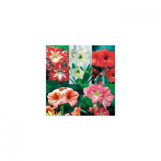 Hipeastru Amariļļu Izlase nr.