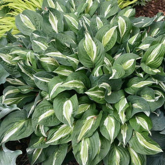 Hostas SNAKE EYES 6gab
