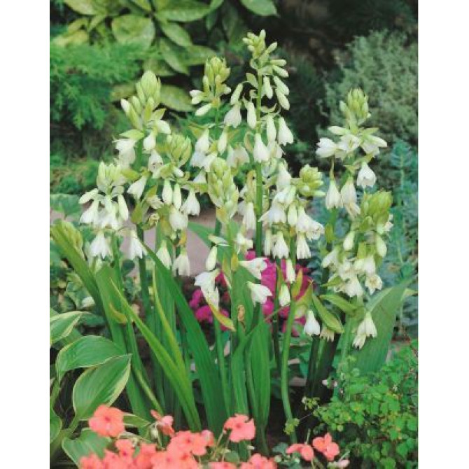 Galtonijas jeb vasaras hiacinte balta 14/16 10gab