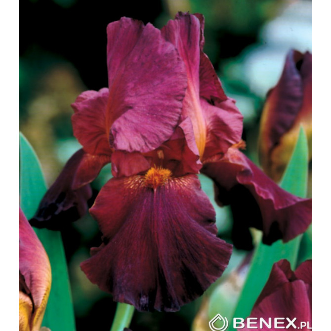 Īriss cildotais jeb bārdainais Bordo 8gab