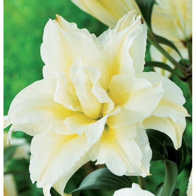 Lilijas Roselily Sita 18/20 10gab