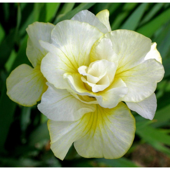 Īrisi Sibīrijas pildītie DOUBLE PLAY 8gab