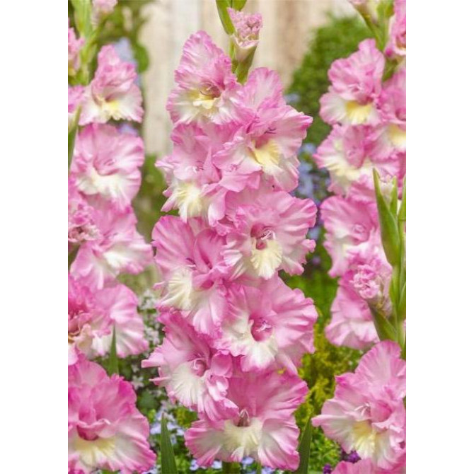 Gladiolas Cera Corfinio 12/14 60gab