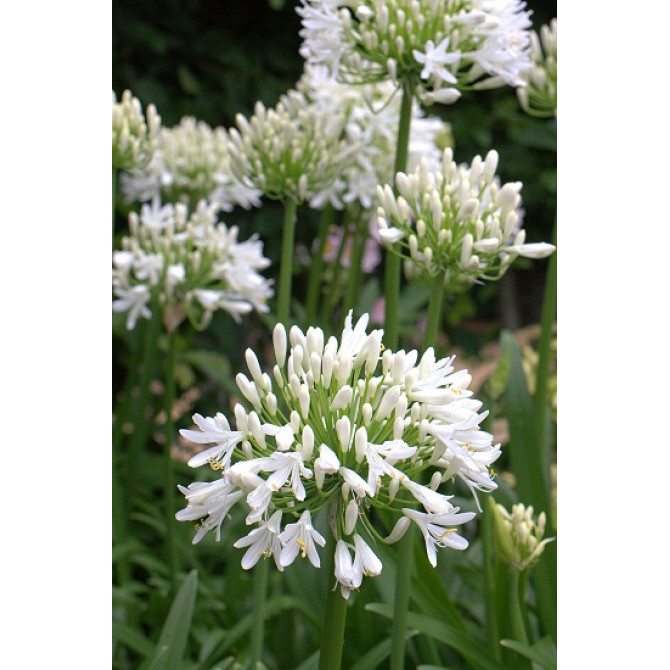 Agapants jeb Āfrikas lilija balti ziedi 8gab